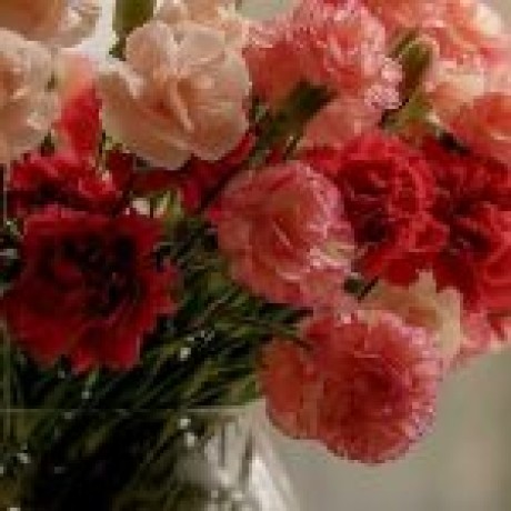 Carnation Çiçek