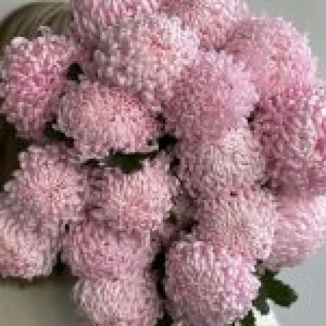 Chrysanthemum Çiçek