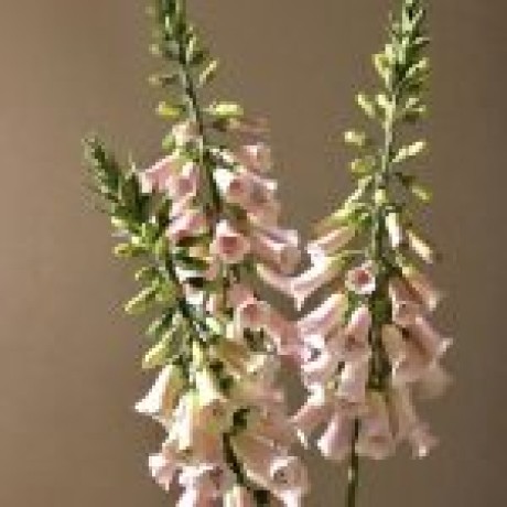 Foxglove Çiçek