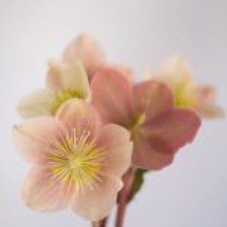 Hellebore Çiçek