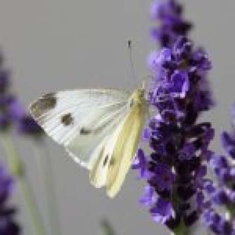 Lavender Çiçek