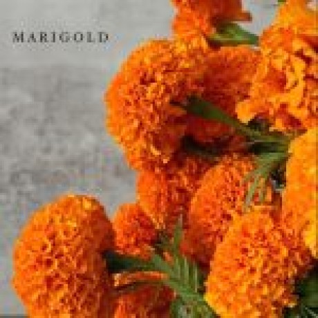 Marigold Çiçeği