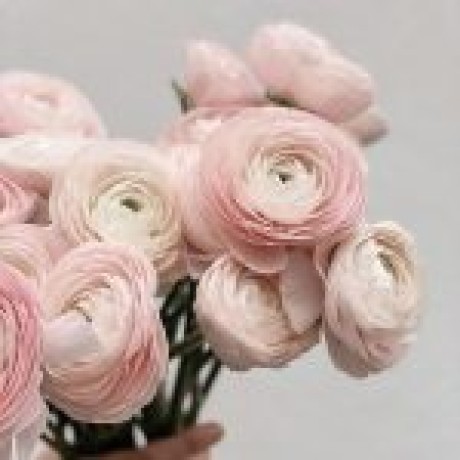 Ranunculus Çiçek