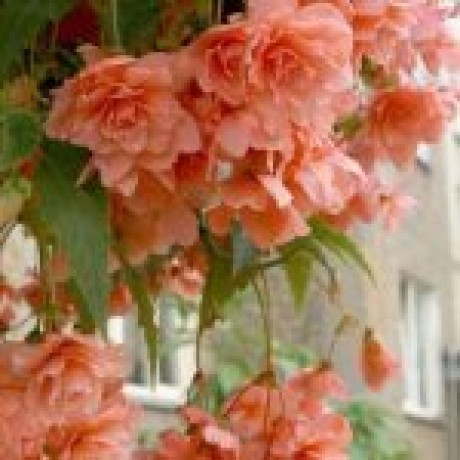 Begonia Çiçek